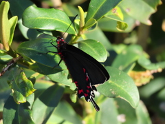 Parides bunichus perrhebus