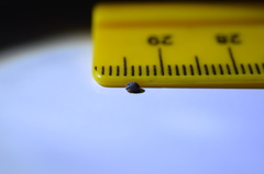 Cryptolaemus montrouzieri