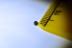 Cryptolaemus montrouzieri