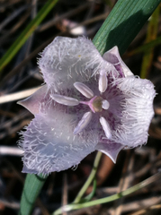 Calochortus