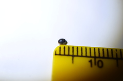 Cryptolaemus montrouzieri