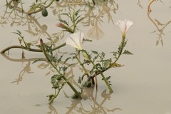 Datura ceratocaula