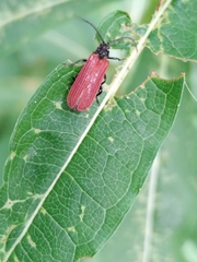 Pyropterus nigroruber