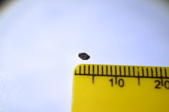 Cryptolaemus montrouzieri