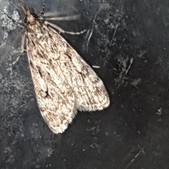 Eudonia truncicolella