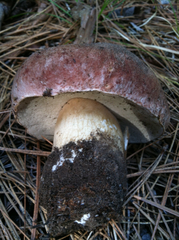 Boletus rex-veris