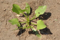 Echinodorus berteroi