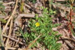 Potentilla rivalis