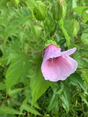 Hibiscus laevis