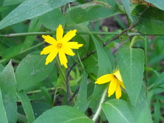 Coreopsis pubescens