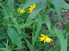 Coreopsis pubescens