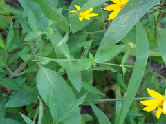 Coreopsis pubescens