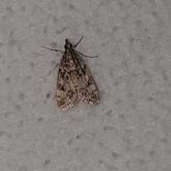 Eudonia truncicolella