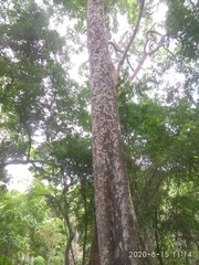 Pradosia colombiana
