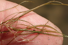 Stuckenia pectinata
