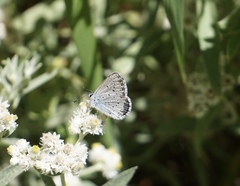 Cupido amyntula