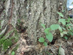 Platypus quercivorus