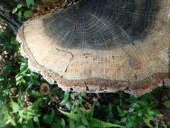 Platypus quercivorus