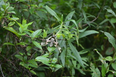 Eumorpha pandorus