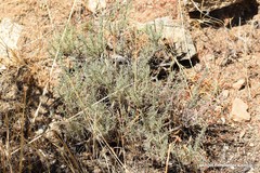 Lavandula pedunculata