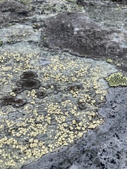 Lecanora polytropa