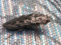 Chalcophora angulicollis