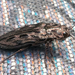 Western Sculptured Pine Borer - Photo (c) Damon Tighe, some rights reserved (CC BY-NC), uploaded by Damon Tighe