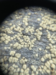 Lecanora polytropa