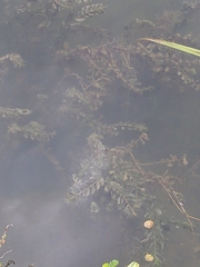 Potamogeton perfoliatus