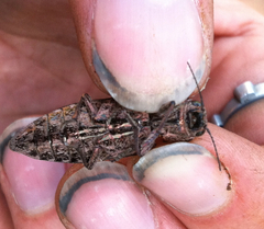 Chalcophora angulicollis