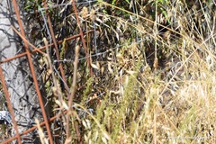 Lavandula pedunculata