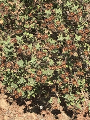 Cistus creticus eriocephalus