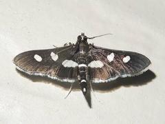 Desmia maculalis
