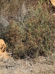 Cistus creticus eriocephalus