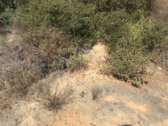 Cistus creticus eriocephalus