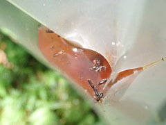 Platypus quercivorus