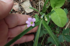 Oxalis metcalfei