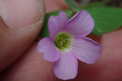 Oxalis metcalfei