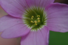 Oxalis metcalfei