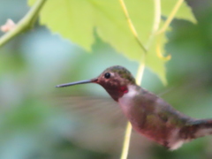 Selasphorus platycercus