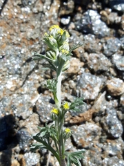 Artemisia umbelliformis