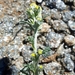 Artemisia umbelliformis - Photo (c) bferrero,  זכויות יוצרים חלקיות (CC BY-NC), הועלה על ידי bferrero