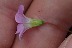 Oxalis metcalfei