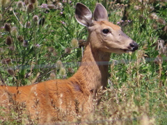 Odocoileus virginianus