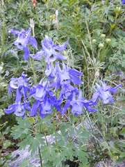 Aquilegia alpina