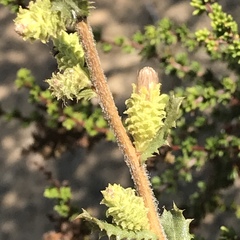 Hazardia squarrosa grindelioides