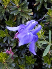Aquilegia alpina