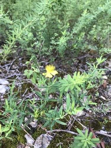 Straggling St. Johnswort (Hypericum dolabriforme)
