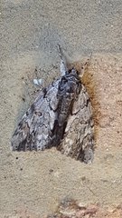 Catocala insolabilis
