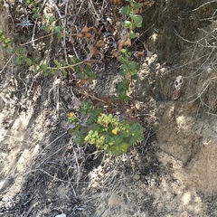 Hazardia squarrosa grindelioides